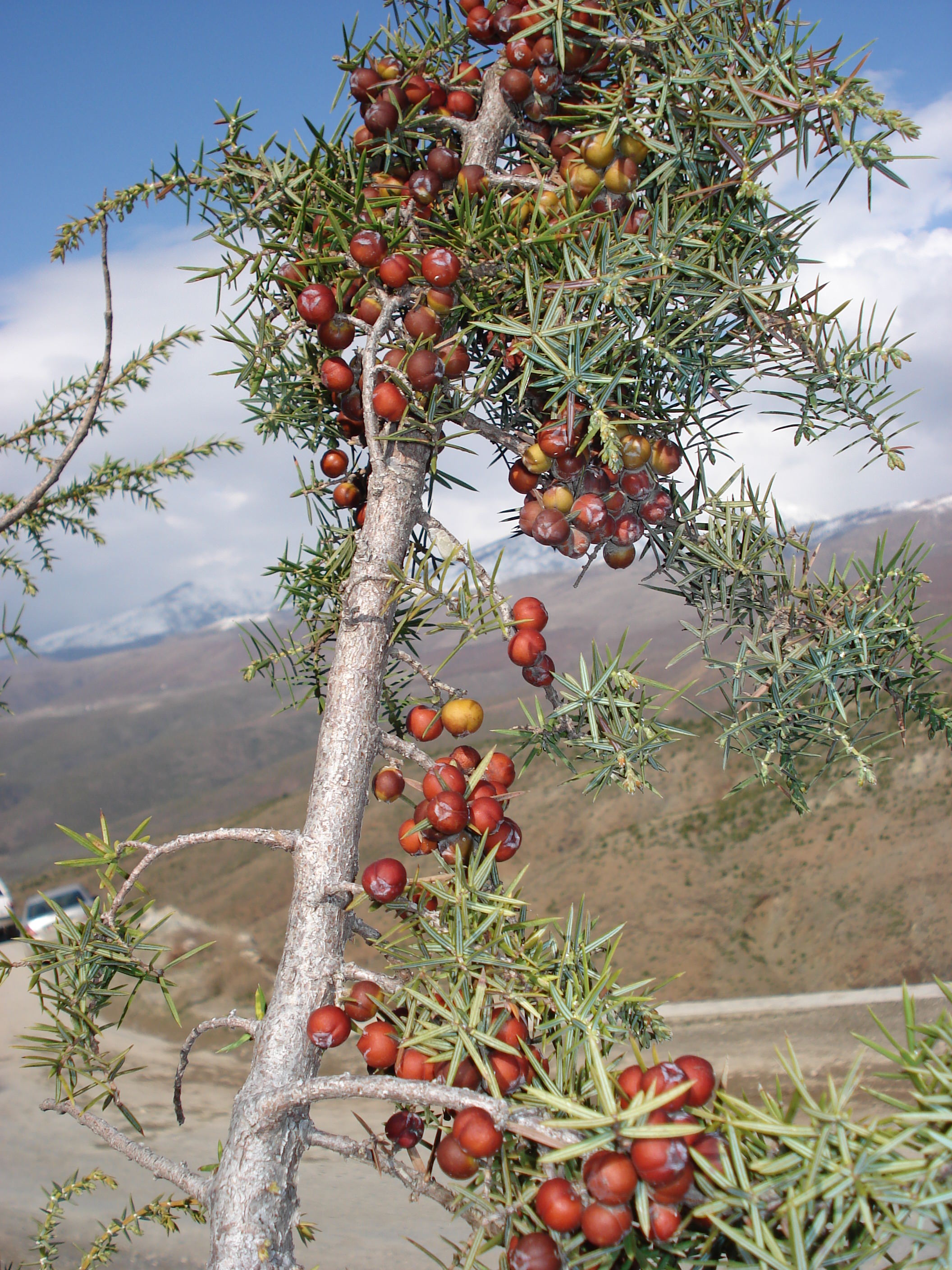 Juniper Berry Vossen & Co